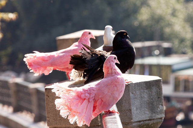 大豪门争抢 大豪门争抢